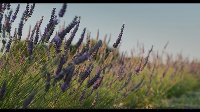 Он доказывает, что красота спасает мир! - Saulsalita Soul -- Mr.ruiZ -- Winter Haze, Summer Daze