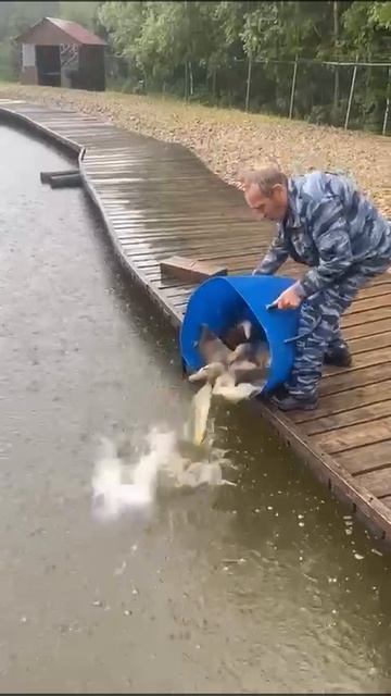 КРХ ТРИФОН