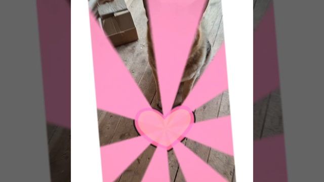 1000026758.mp4 (Собака смотрит на крепление имитации бруса внутри дома А-фрейм)