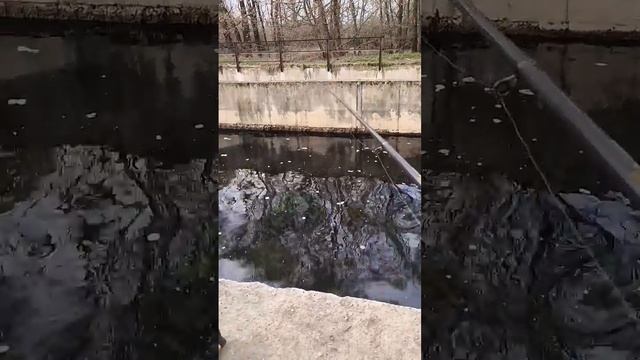 Результативный отдых. Полное видео на канале  #fishing #карась  #весна #природа #река