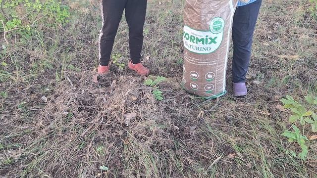 Самый оучший грунт, подкорма и удобрение для голубики. Хвойный опад - где взять?