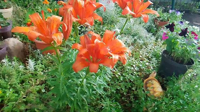 VID_20250617_200449.mp4