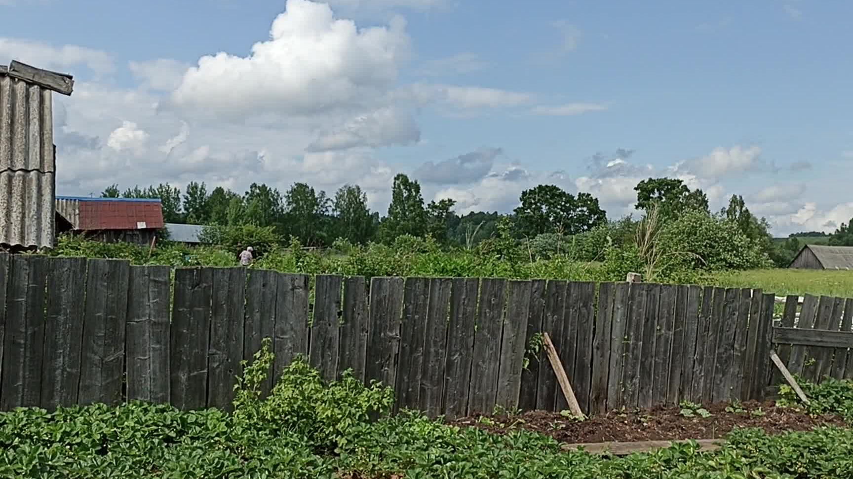 Жара спала , мой огород.
