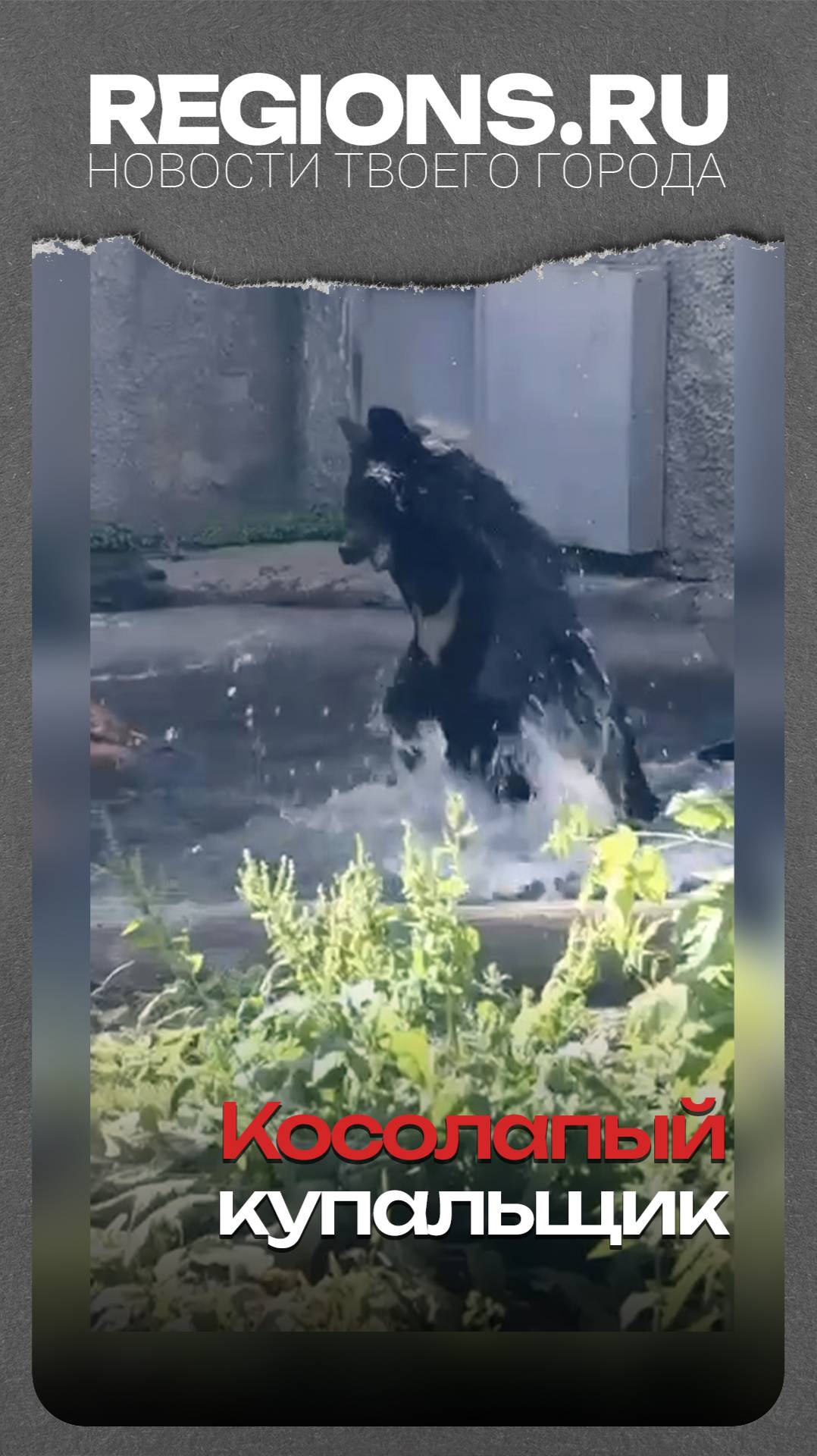 Косолапый купальщик