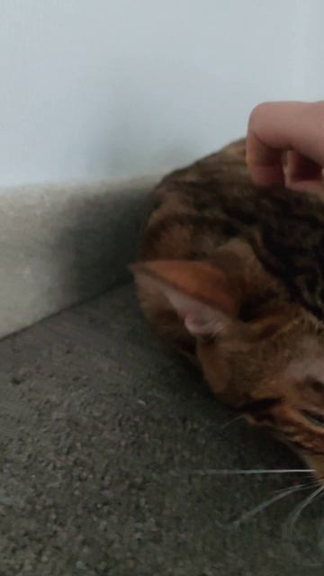 Котье доброе утро