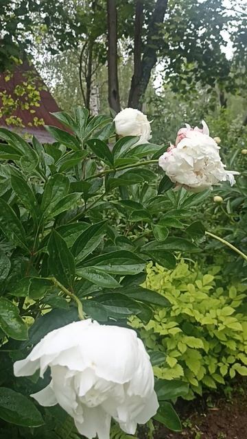 Пионы в саду 🌸🌸🌸👍