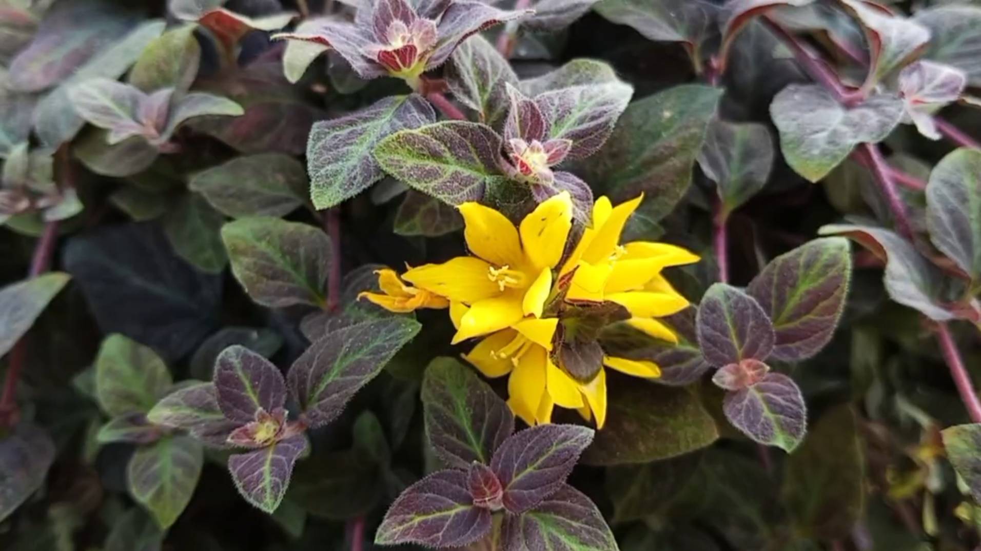 Вербейник Лизимахия Midnight Sun