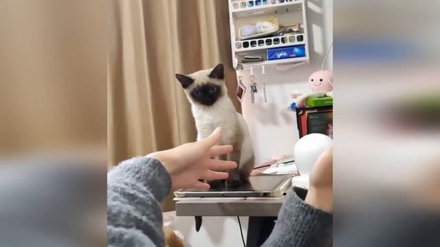 СОБАЧЬИ НЕЖНОСТИ, КОТ ТАКОГО НЕ ОЖИДАЛ! СМОТРИ ДО КОНЦА!  ПОДБОРКА САМЫХ СМЕШНЫХ ЖИВОТНЫХ Ч.2