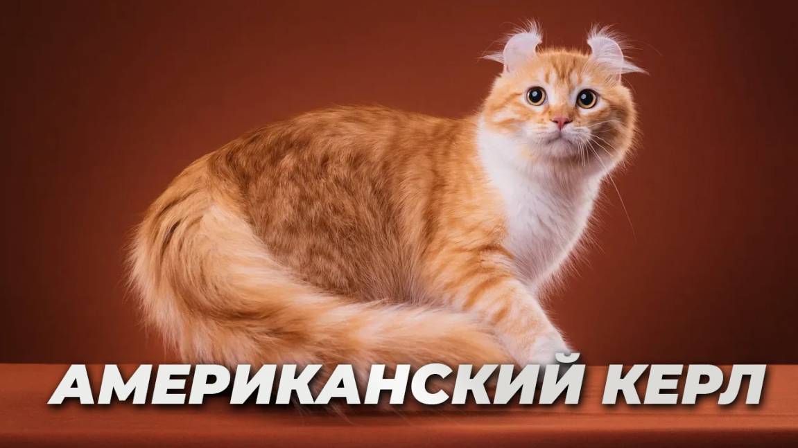 Американский керл
