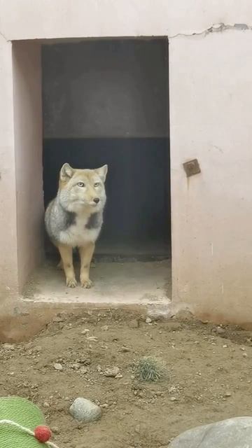 🦊 Тибетская лиса — мастер хладнокровия