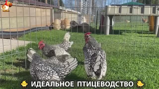 Идеальное птицеводство достойно восхищения 🐓🦆🦢🦚🦃🐔 эпизод (252)