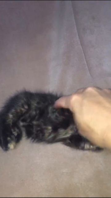 Котенок ищет дом