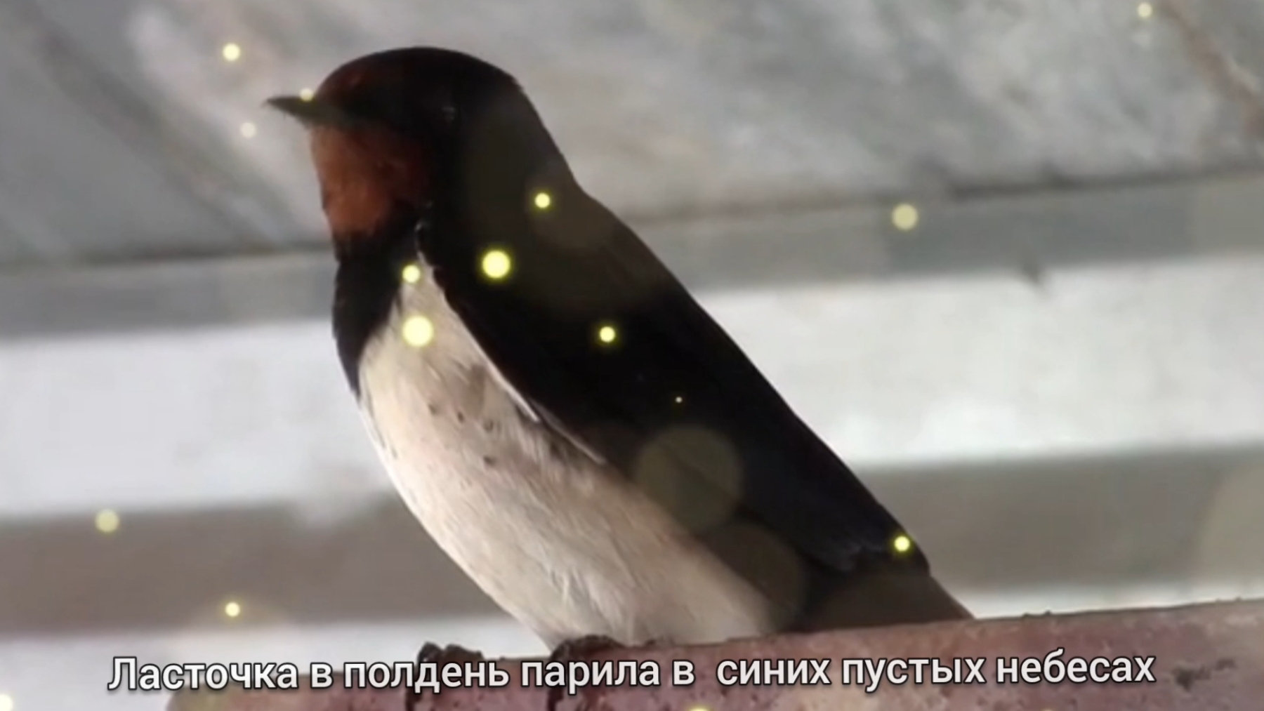 ЛАСТОЧКА В ПОЛДЕНЬ ПАРИЛА в СИНИХ ПУСТЫХ НЕБЕСАХ .. 🎶