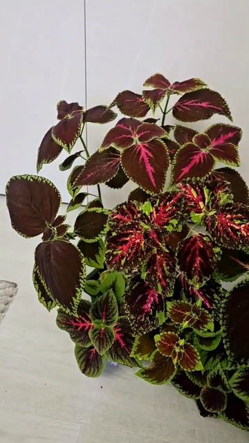 В продаже #колеус  Фото ВКонтакте https://vk.com/flowers_ninel #цветы #белгород #flowers
