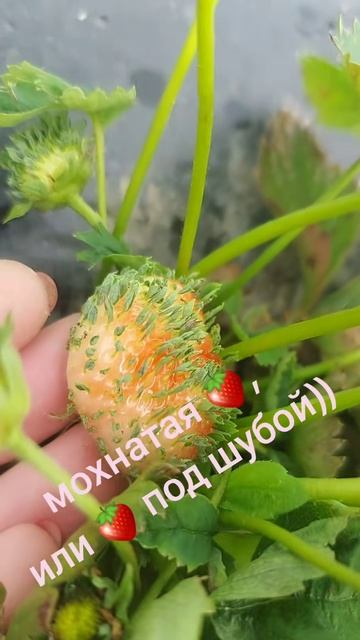 Мохнатая клубника