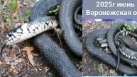 Змей на дороге!🐉Воронежская обл.июнь☀️.Брат Гена прислал интересное👍видео!🤗