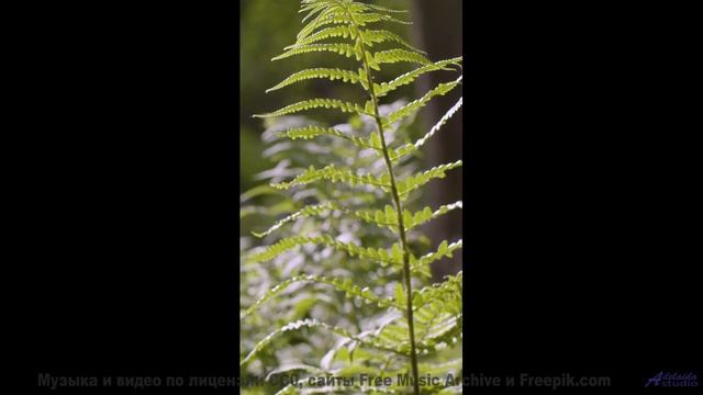 Этот клип покажет, как звучит настоящая свобода - My Word -- Derek Clegg -- Good Graces