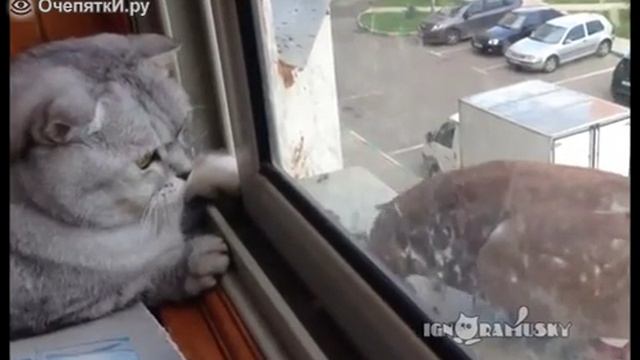 Ленивый кот и голодный голубь