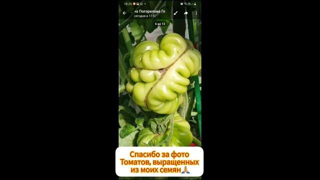 СПАСИБО ЗА ОТЗЫВ И ФОТО ТОМАТОВ, ВЫРАЩЕННЫХ ИЗ МОИХ СЕМЯН