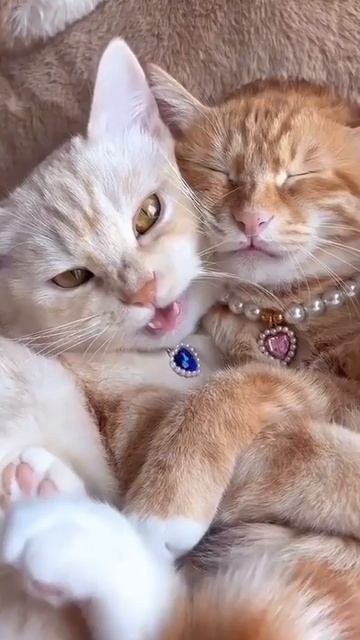 Наш TG https://t.me/liveofcats