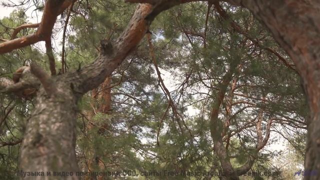 Музыка для тех, кто целуется на заднем сиденье под стук колёс - Bjork -- Podington Bear -- Homage Fr