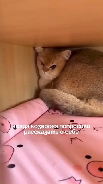 Мой телеграм ⭐️ подпишись 👉🏻 https://t.me/astrolog_chukreeva