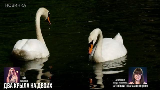 💖💥 Если у вас два крыла на двоих... А вы согласны?