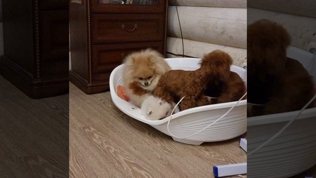 красные наступают, а белые не сдаются