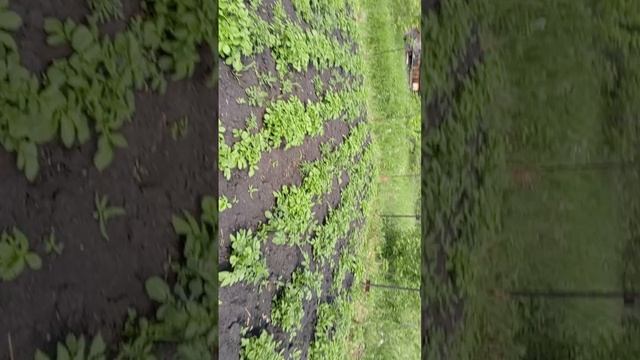 Обзор 2 огорода.