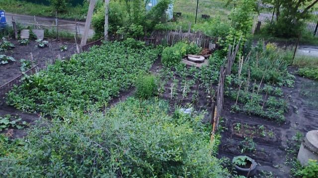 Деревенские огороды, все зацветает, уют в деревне, счастливая жизнь в деревне