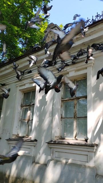 Большая стая голубей