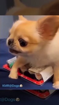 Зажимистый друг человека🤬😂