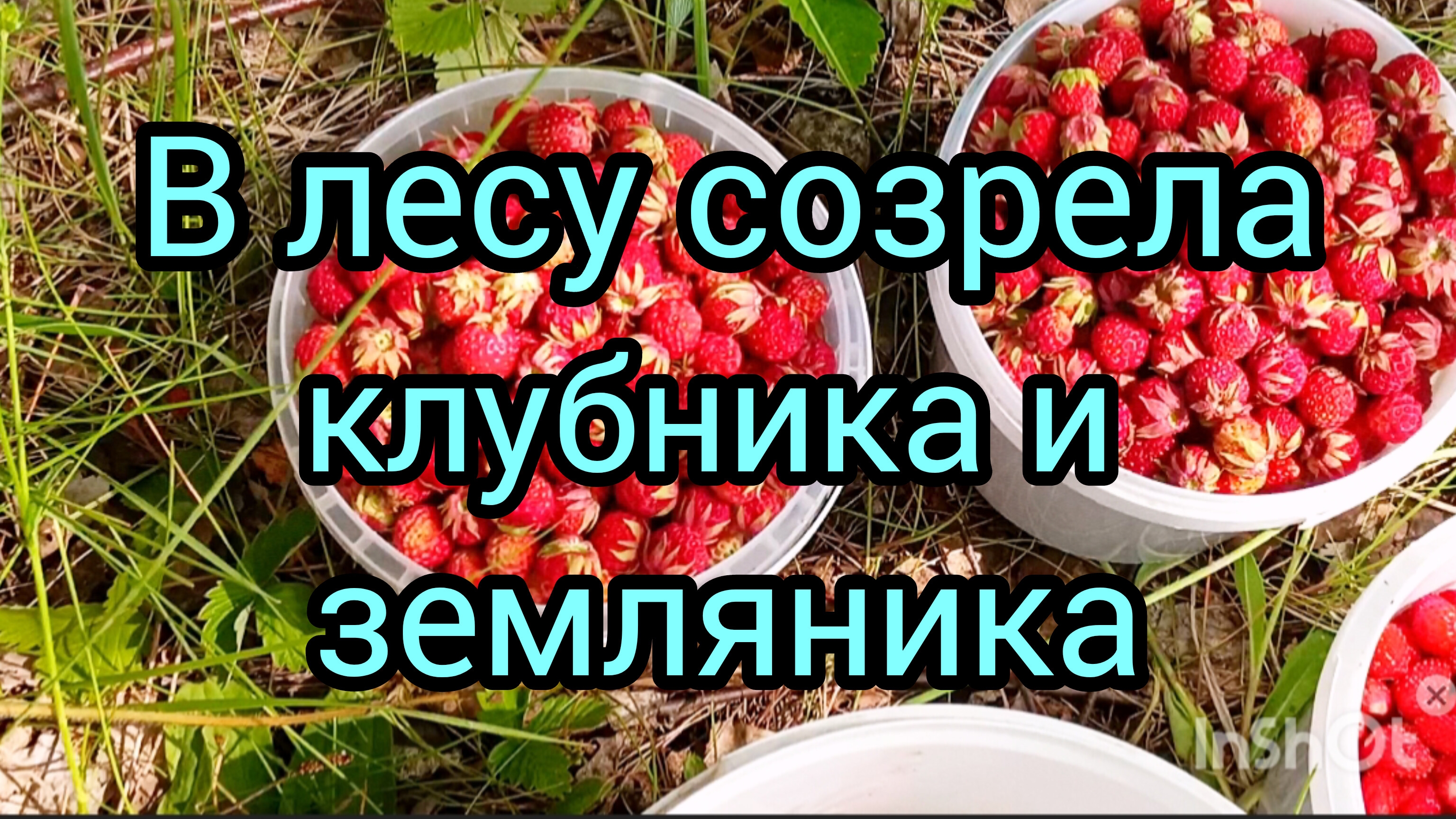 Мы🌲в🌳лесу🌿🍓 #красотаприроды #лес #прогулка #клубника