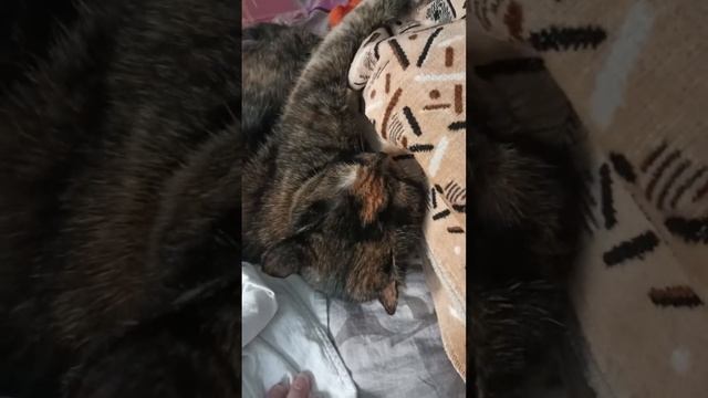 Играю с кошкой Мейни