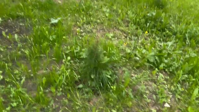 Спас птенца, бобры пришли, тяжко, но я не сдаюсь! Хуторская жизнь без прикрас #хочувдеревню
