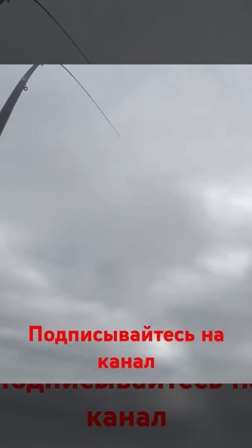 Приятная тяжесть в такие моменты #рыбалка #поплавок