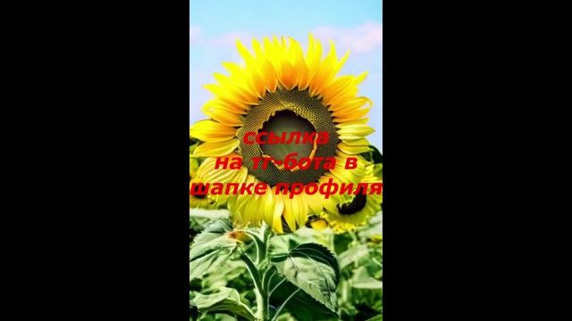 Ссылка на бота: t.me/tvoiluchiypomoshnik_bot