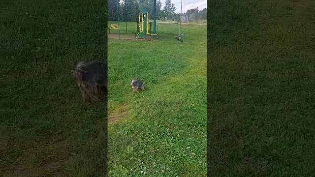 Играю с Собакой на свежем воздухе