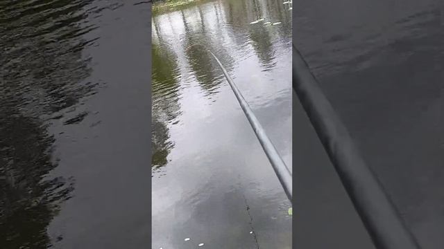 Рыбалка на боковой кивок. Весенний карась
