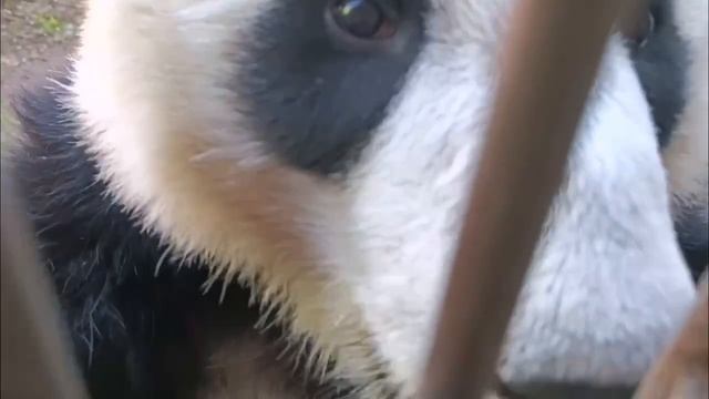 🐼 Красотка-панда Катюша начинает день с прогулки на свежем воздухе.