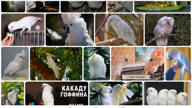 реакция на пород попугаев 2