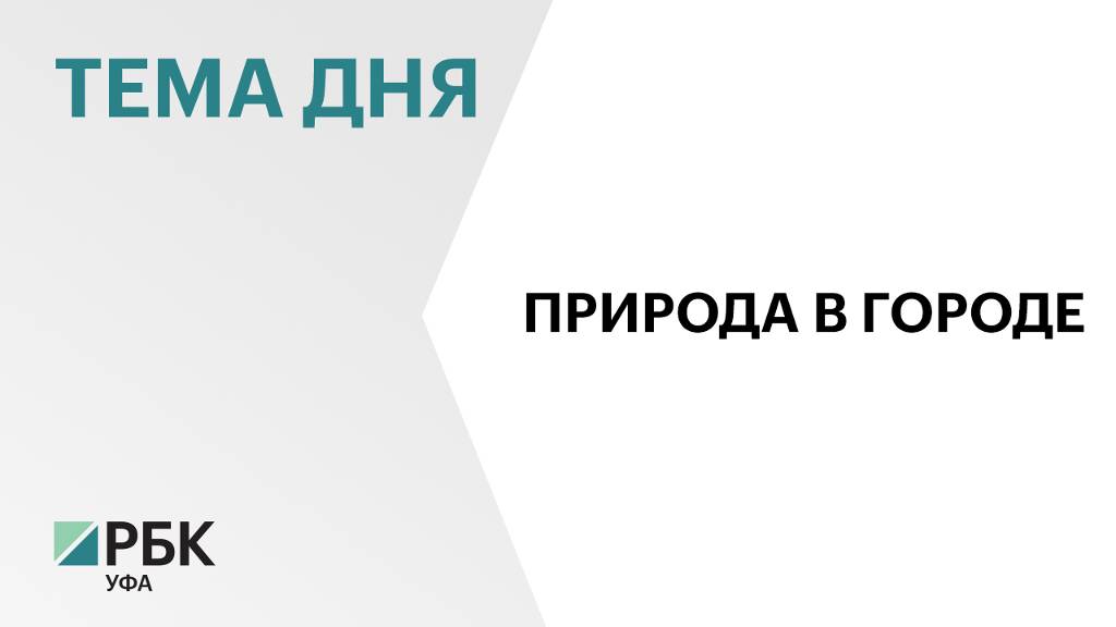 За семь лет в Уфе высадили более 14 тыс. деревьев и кустарников в рамках акции «Зелёная Башкирия»