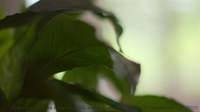 Звуки, которые могут заряжать ваш телефон - тест! - Rien -- Roboy -- Le Petit chat doit mourir