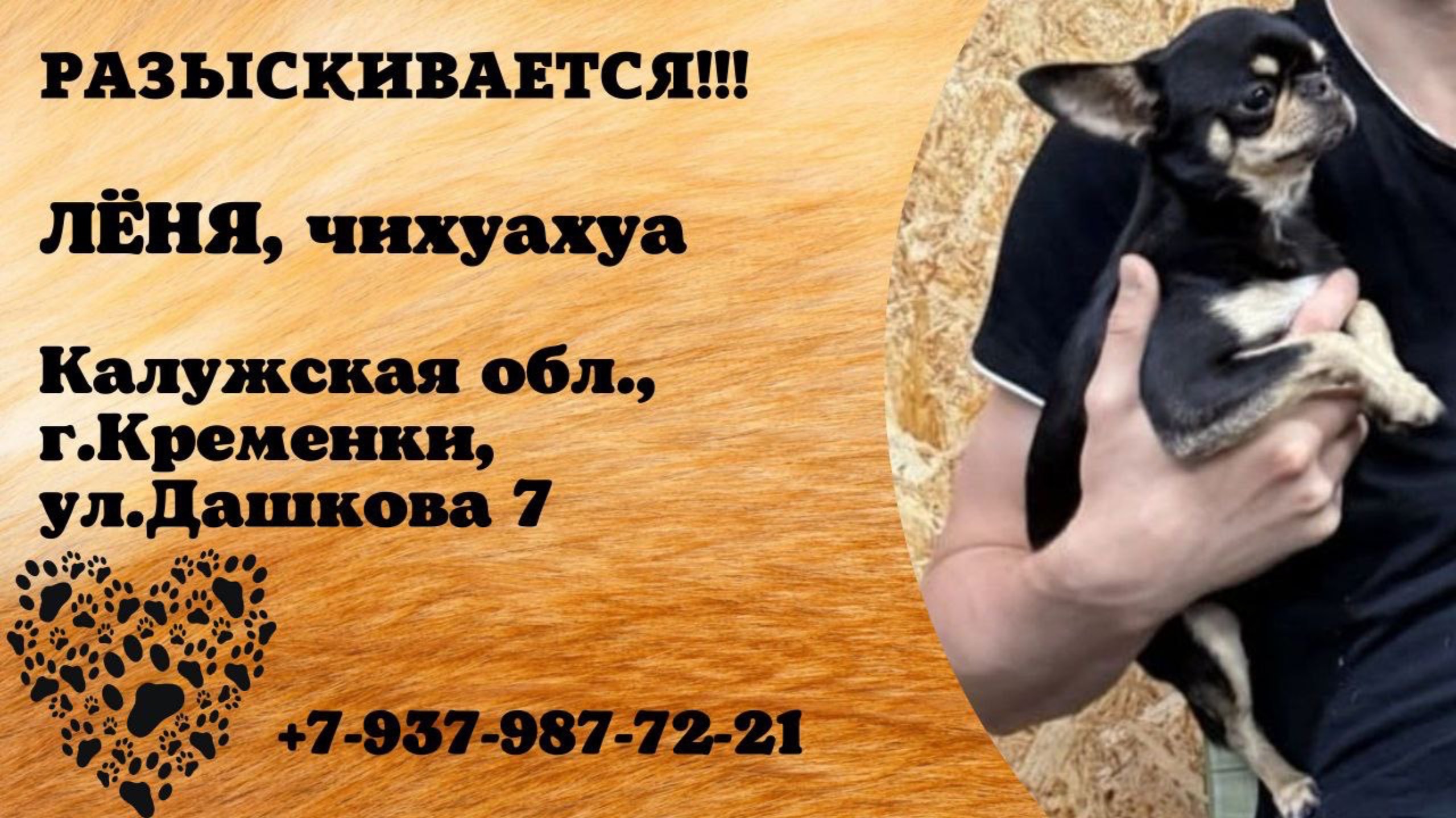 Пропала собака! ЛЁНЯ, чихуахуа. Калужская обл., г.Кременки.