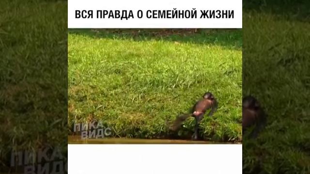 ВСЯ ПРАВДА О СЕМЕЙНОЙ ЖИЗНИ