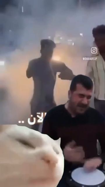 Иранский кот не унывает