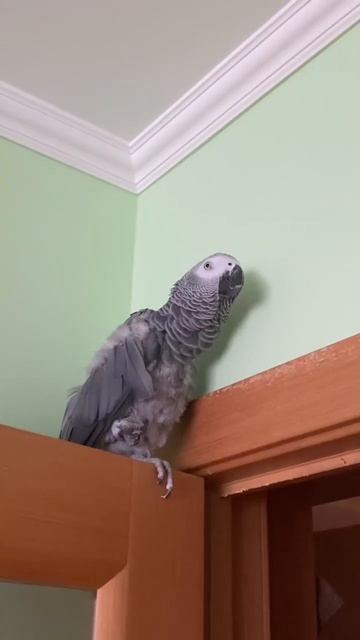 Валерочка ведёт философские беседы 🦜❤️😉