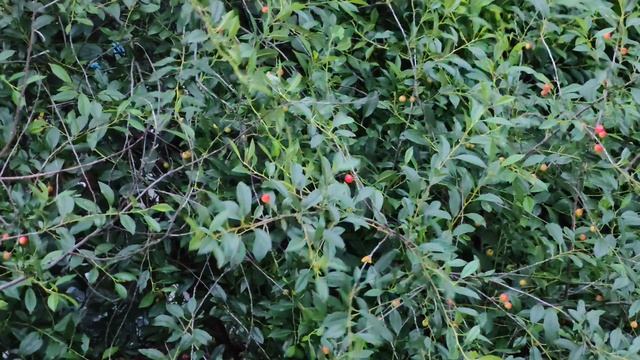 Вишня краснеет на огороде, уютная и счастливая деревенская жизнь