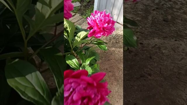 Яркие пионы