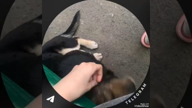 бездомный пёс//